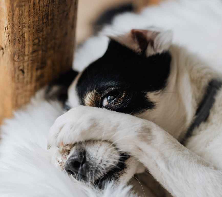 funny rat terrier with paws on head