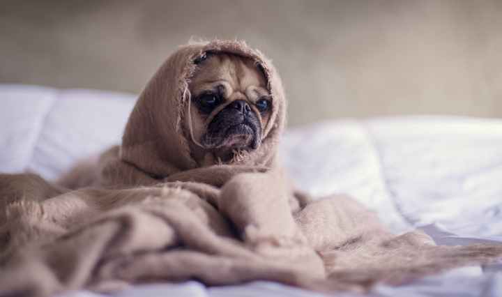 close up photography of fawn pug covered with brown cloth