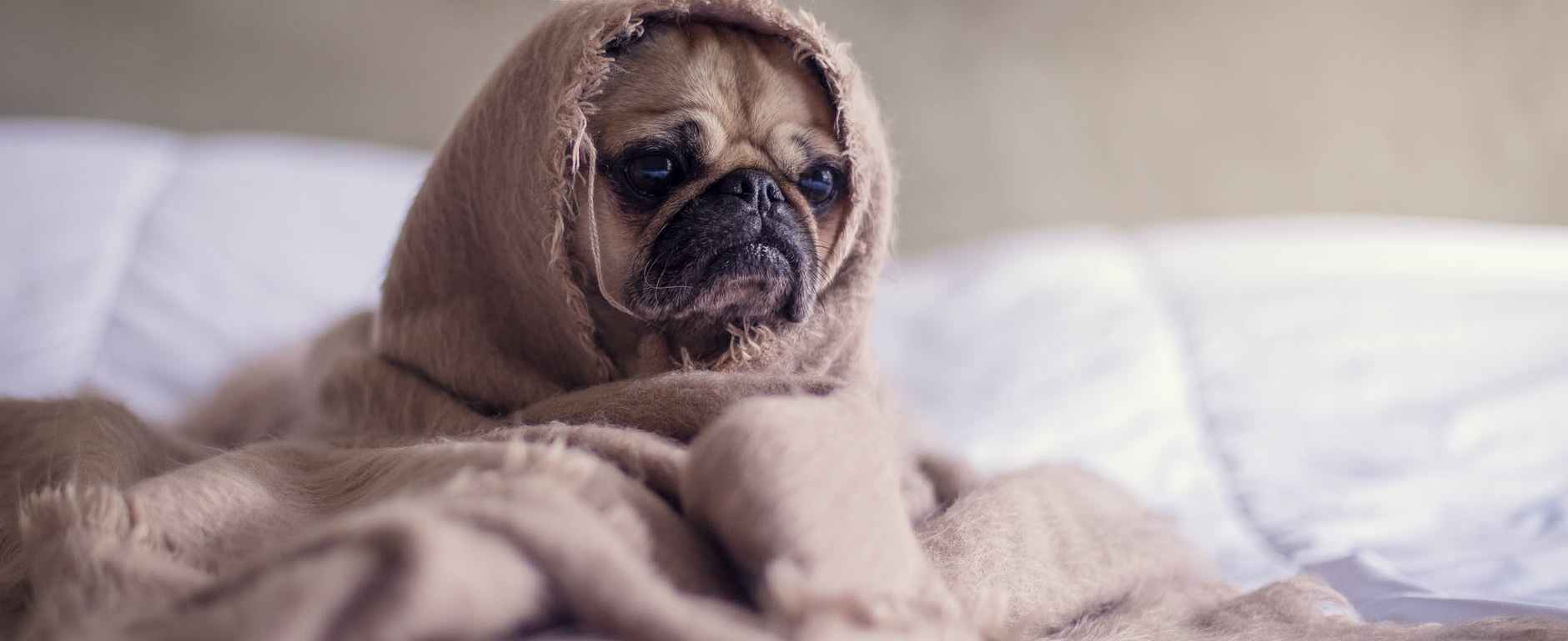 close up photography of fawn pug covered with brown cloth