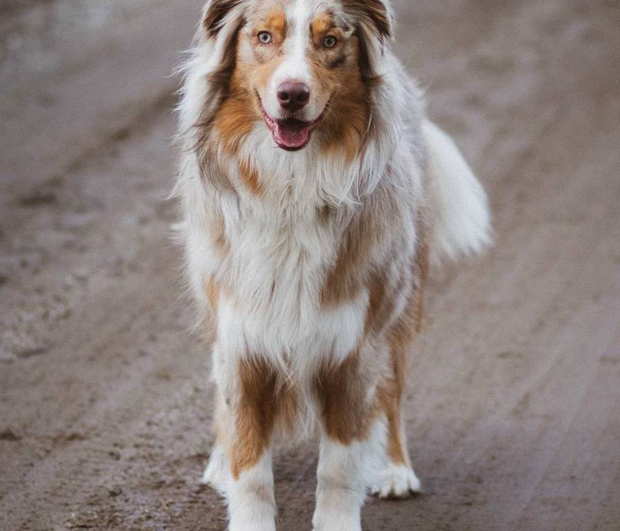 picture of an australian shepherd