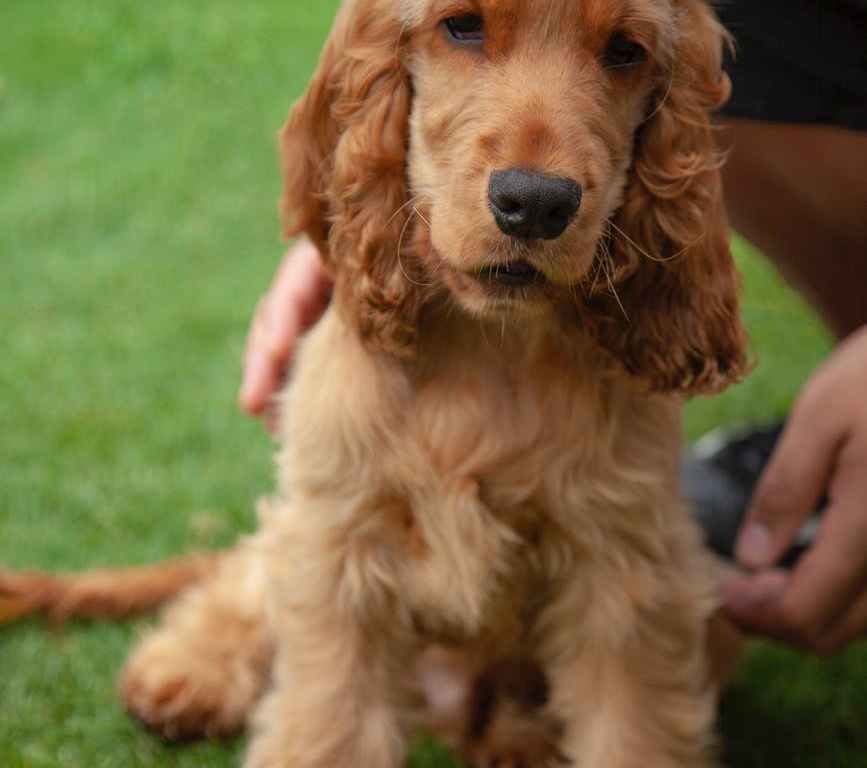 brown long coated dog on green grass field