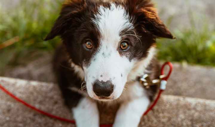 photo of white and brown coated dog